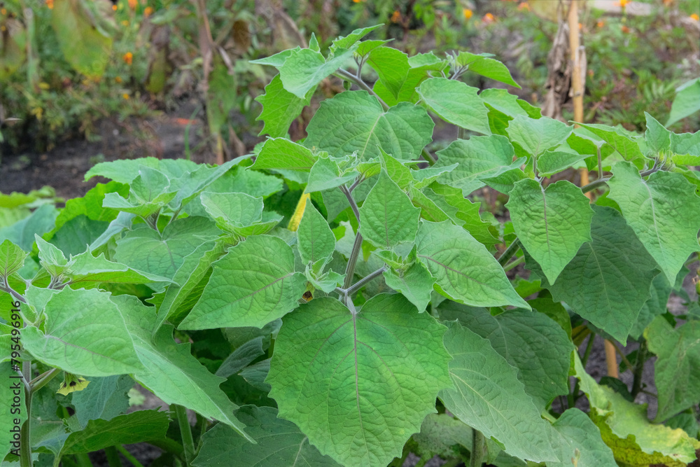 Peruvian physalis is growing in garden. Green bush in country garden. Peruvian physalis is growing in garden. Green bush in country garden.