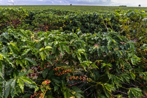 coffee beans on coffee tree on the plantation in brazilian farm. Brazil