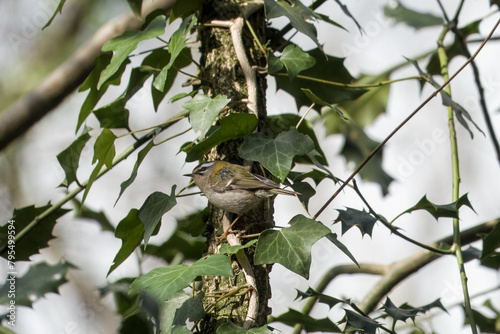  the common firecrest regulus ignicapilla perched on ivy in a tree