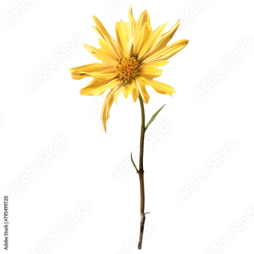 A photo of the arnica flower on a white background photo