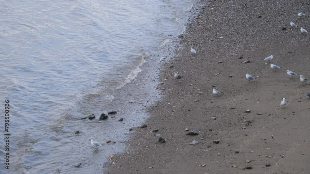 Water waves slowly crushing on a pebble beach with seagulls. Water waves slowly crushing on a pebble beach with seagulls.