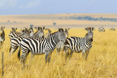 A dazzle of zebras grazes peacefully on the golden plains of the Serengeti.