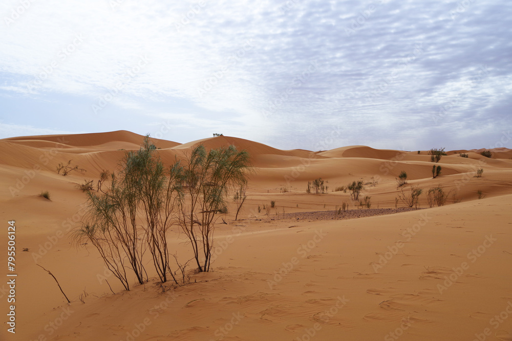 Some barren shrubs grow in the inhospitable landscape of the Sahara desert