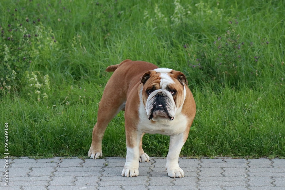 english bulldog puppy english bulldog puppy