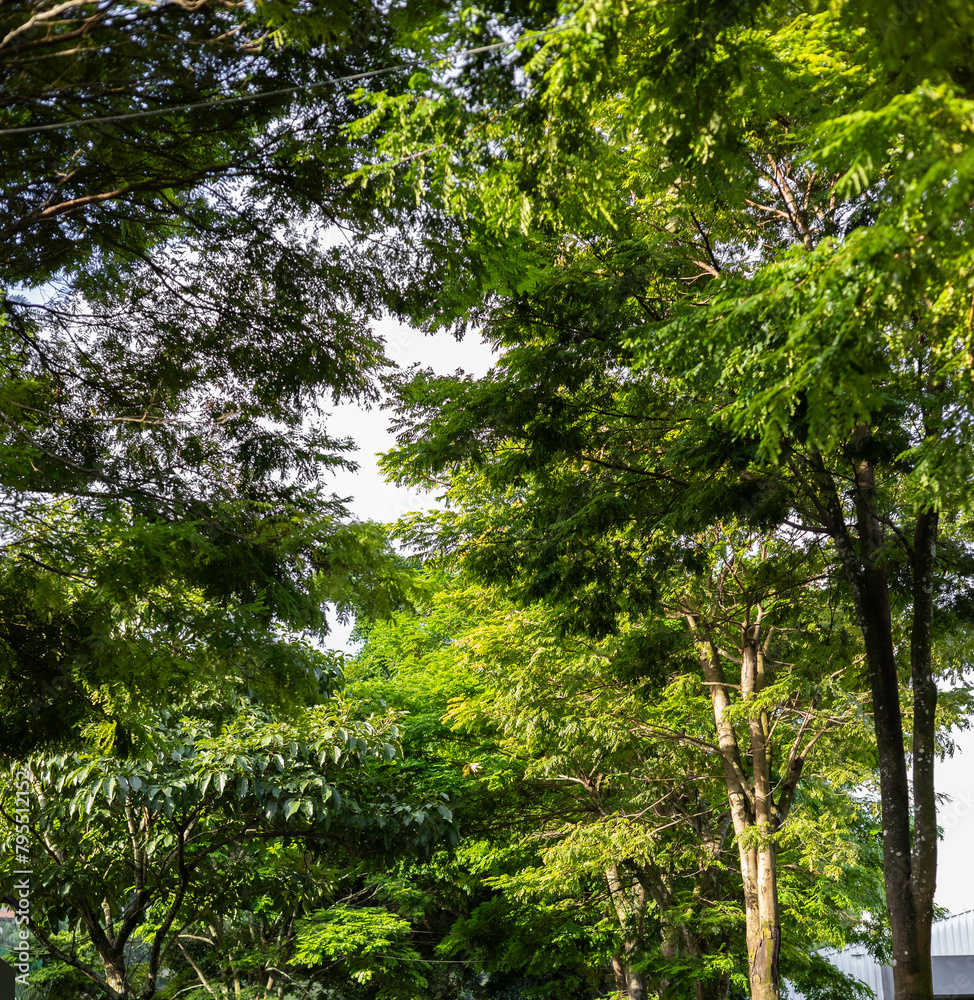 Obraz premium Parque en día solead