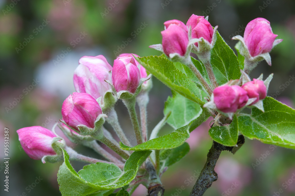 Blossoming promise, pink blooms on the apple tree. Blossoming promise, pink blooms on the apple tree.