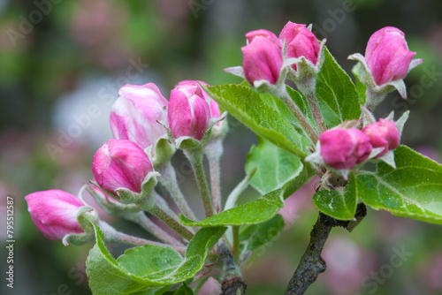 Blossoming promise, pink blooms on the apple tree.