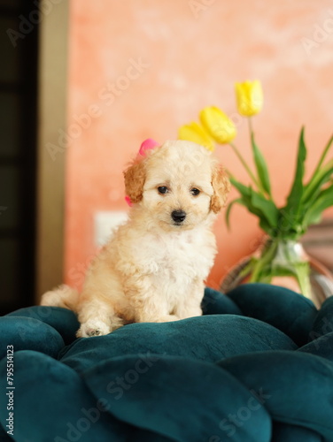 Cute playful toy poodle puppy resting on a dog bed. A small charming dog with funny ears lies in a chaise lounge. Pets