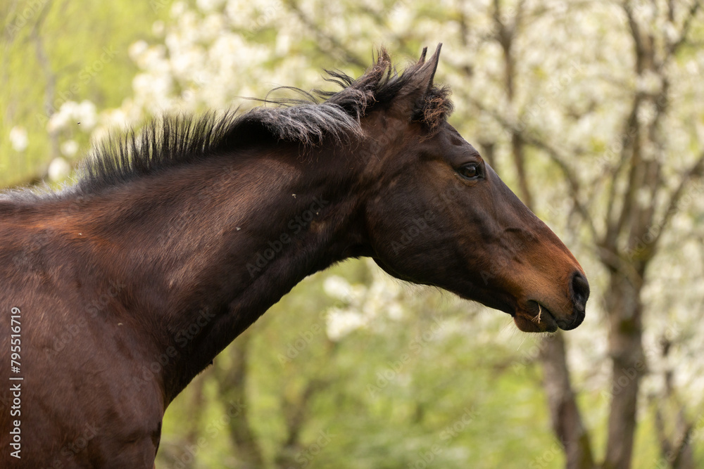 Obraz premium Pferd auf Obstwiese