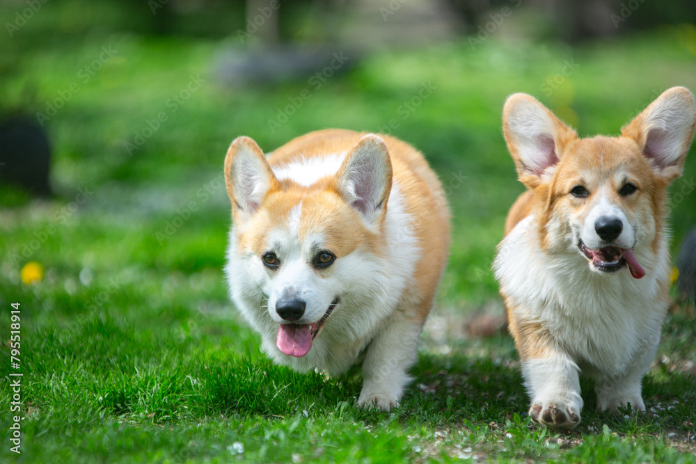 puppy  corgi on grass