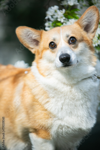 Corgi in spring flowers