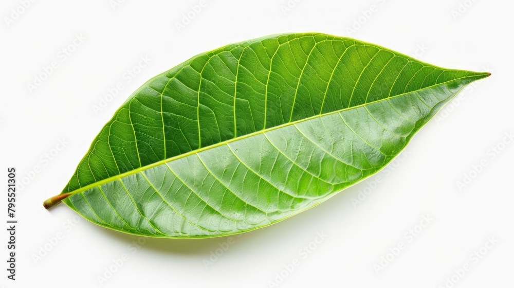 Close-up of green leaf on white surface Close-up of green leaf on white surface
