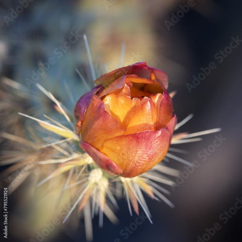 The flower of a buckhorn cholla (Cylindropuntia acanthocarpa) cactus. photo