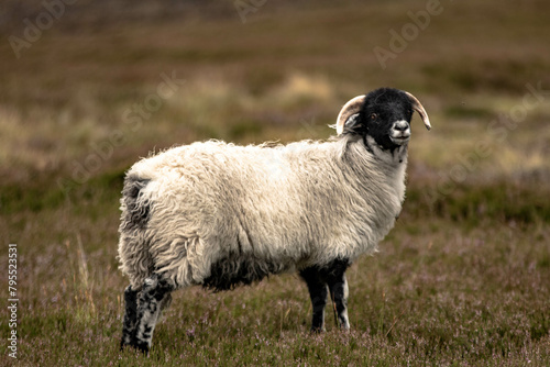 Wooly sheep in the moors