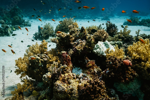 Fototapeta Naklejka Na Ścianę i Meble -  Red Sea Diving in Egypt