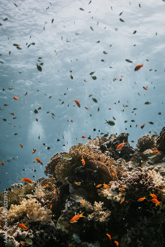 Red Sea Diving in Egypt