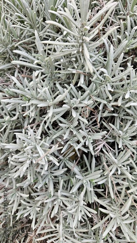 Lavender plant, Lavandula lanata, "Silver Frost"