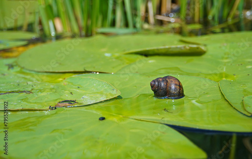 Snail on the surface of a lily leaf. River flora and fauna.
