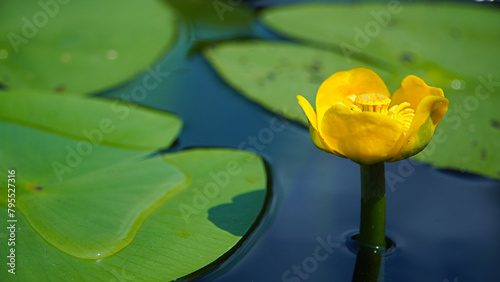Yellow water lily flower. Flora of the river.