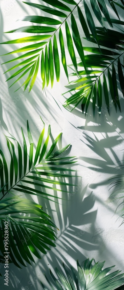 palm leaves shadows on a white wall