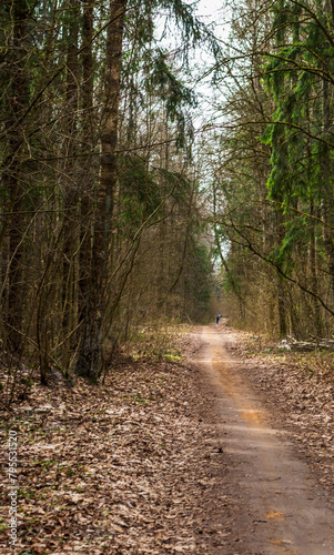 Landscape shot of the forest. Nature