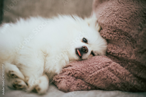 sleepy cute dog