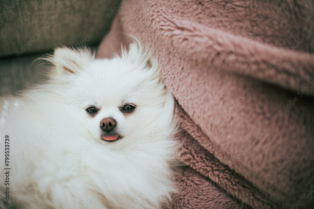 sleepy dog sleepy dog