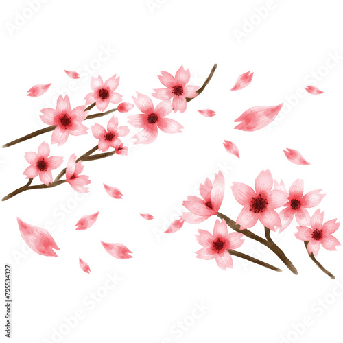 cherry blossom on a white background