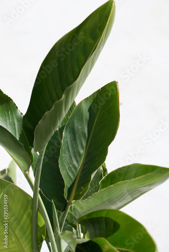 Green exotic leaves on white background with copy space. Strelitzia.
