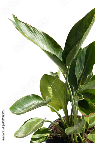 Green exotic leaves on white background with copy space.
