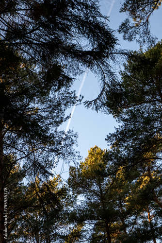 Plane flying through blue sky and golden hour trees in the forest