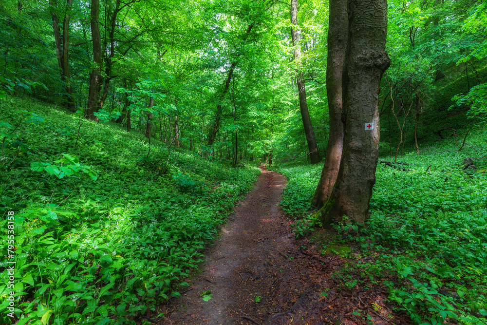 Wide forest trail with blooming wild garlic and sunlight shining through the tree crown Wide forest trail with blooming wild garlic and sunlight shining through the tree crown