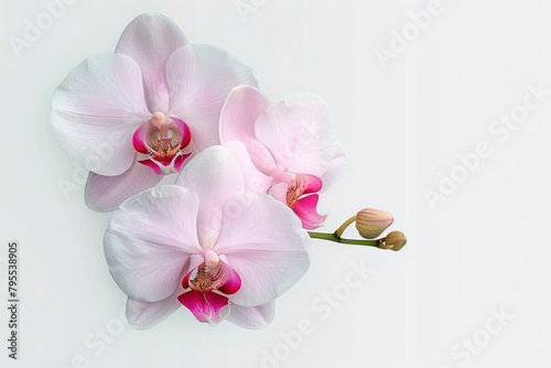 Pink orchid with isolated white background