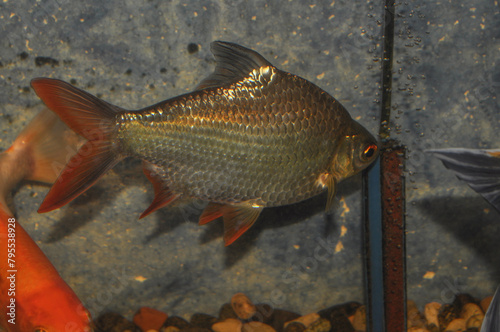 Barbonymus altus – Red-tailed Tinfoil Barb in freshwater aquarium. photo