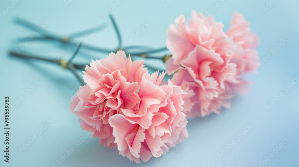 Fototapeta premium Pink flowers on blue table