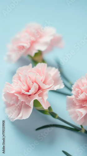  pink carnations on blue background