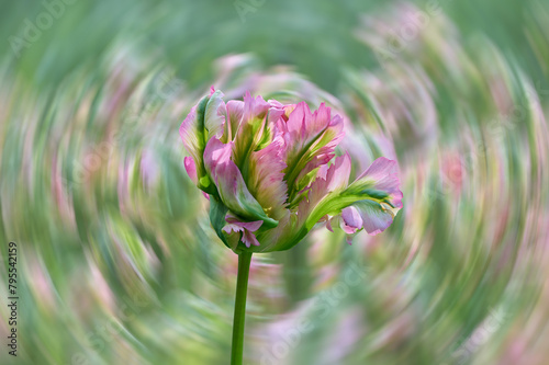 tulip Green Wave, beautiful pink and green colors with twisted background with backlight