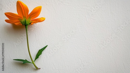  A single orange flower with a green stem against a white backdrop, its center bearing two identical stems – green