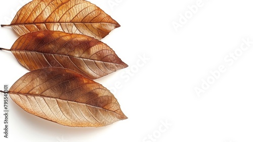   Two brown leaves stacked on a white tabletop against a white background