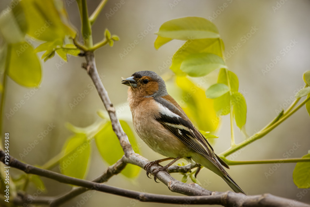 A male common chaffinch (Fringilla coelebs) sits on a thick branch with green leaves perpendicular to the camera lens on a spring day. Close-up portrait of male chaffinch with grey-green background. A male common chaffinch (Fringilla coelebs) sits on a thick branch with green leaves perpendicular to the camera lens on a spring day. Close-up portrait of male chaffinch with grey-green background.