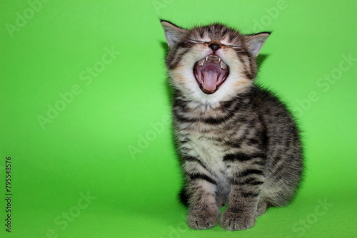 Tabby kitten - little cat open mouth sitting on green background. Cute curious baby tabby kitty with canine meowing or hissing. Small adorable beautiful angry fluffy tabby kitten close-up portrait