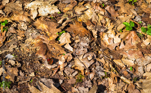 Close up shot of the butterfly on the ground. nature