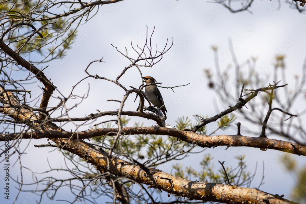 Bird in a tree try to find something to eat.