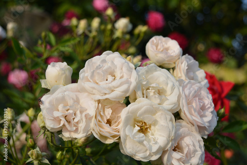 bouquet of white roses in a garden