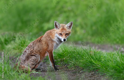 Portrait of a red fox sitting in a meadow