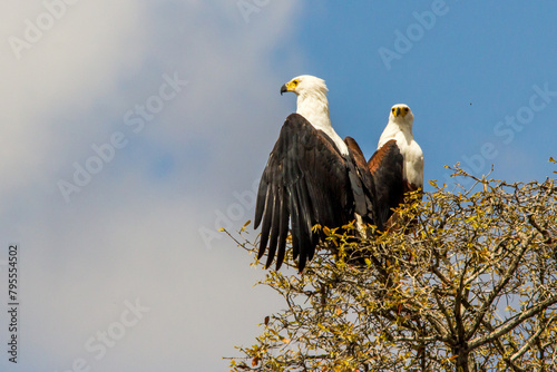 Two African Fish Eagles sitting on a tree top, one with its wings spread, against a bright blue sky, in the Kruger National Park of South Africa. photo