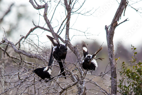 A small flock of Magpie Shrikes, Urolestes melanoleucus, displaying with their wings raised and feathers fluffed up to intimidate a rival flock photo