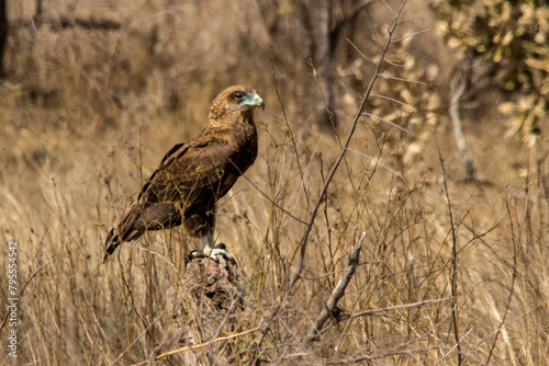 A young Bateleur, Terathopius Ecaudatus, sitting on an old Tree stump in the long grasses of the Savannas of the central Kkruger National Park in South Arica.