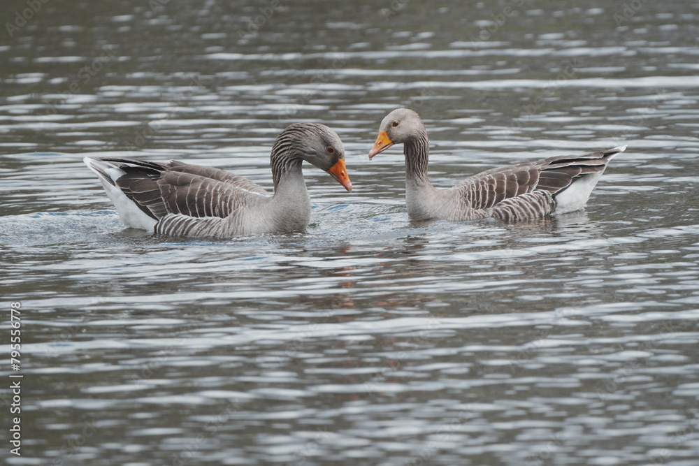 Greylag Goose