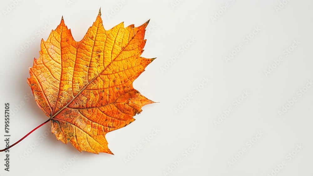 Single autumn leaf against a white background. Single autumn leaf against a white background.